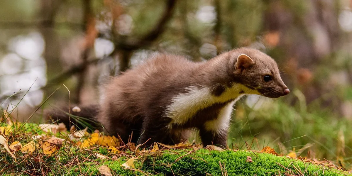 Schleppwild: Baummarder