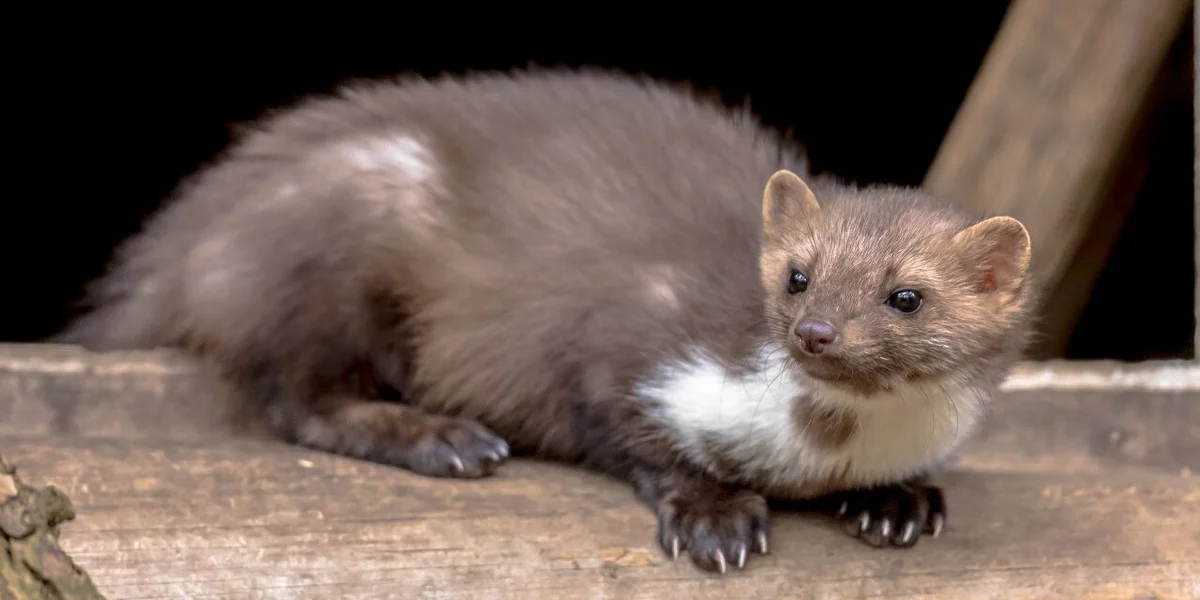 Schleppwild: Steinmarder
